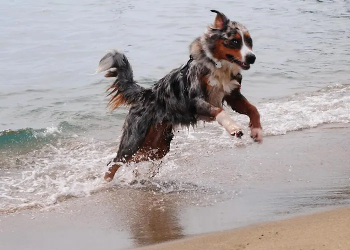 维拉基奥露营托雷萨利纳斯度假村
